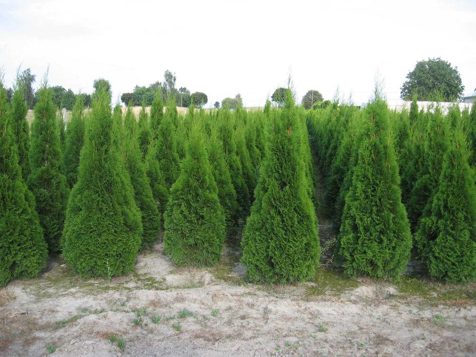 THUJA TUJA Szmaragd na żywopłot do 220cm PROMOCJA