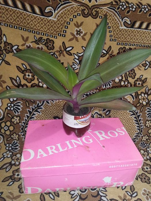 Цветок комнатный Рео