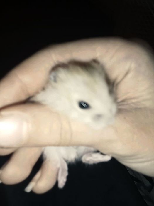 Віддам в добрі руки маля шукає сім'ю .