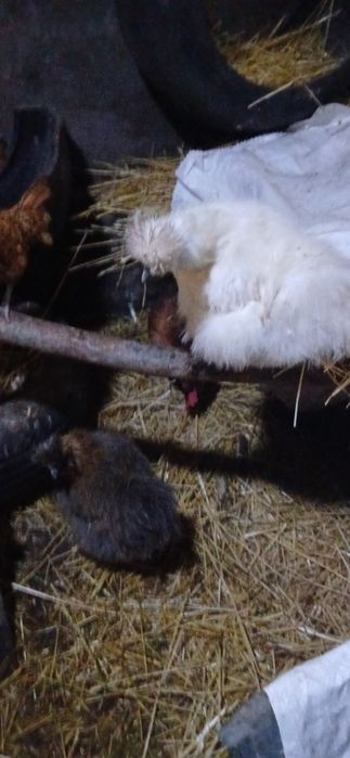 продам китайских курочек