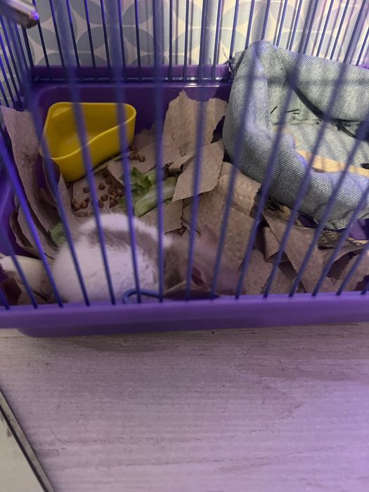 Крыса мальчик, клетка для грызунов