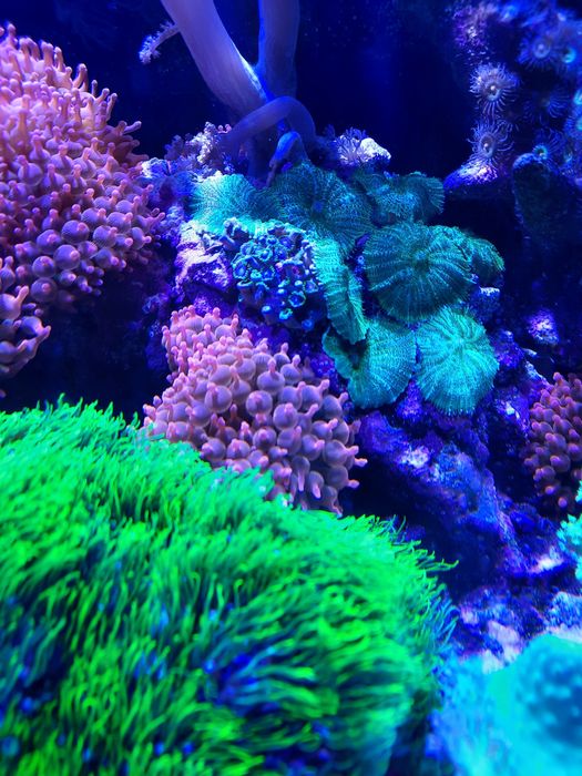 Morskie Ukwiał quadricolor -ukwiały