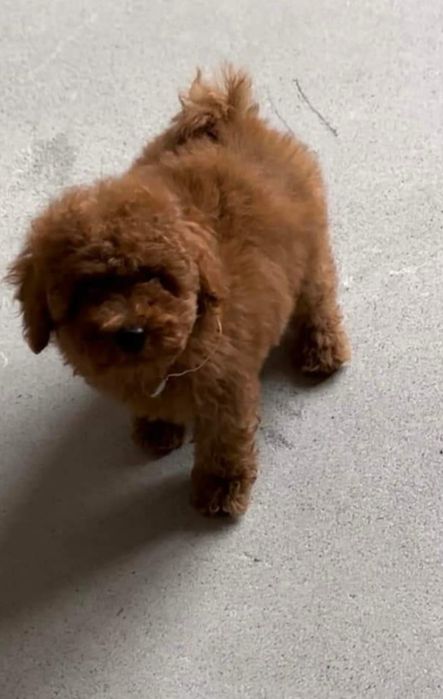 Вязка с 25 см. той-пуделем