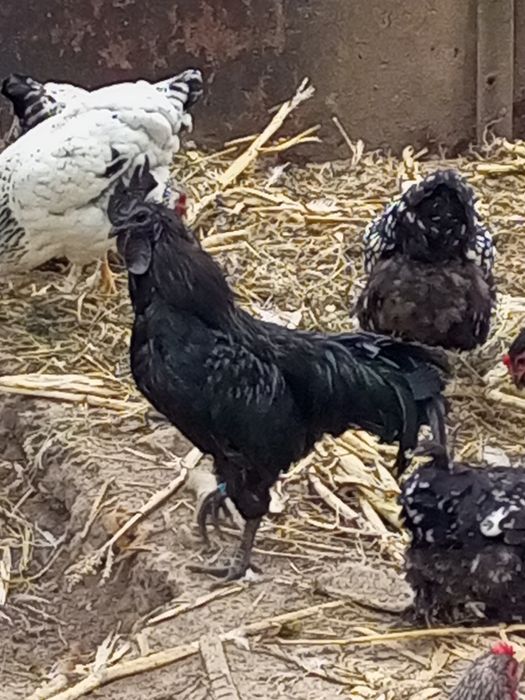 Півні та кури.  ..