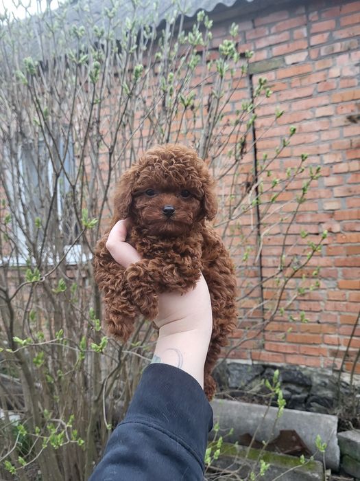 Той пудель toy poodle червоний red