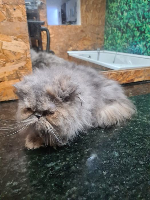 Linda gatinha Persa