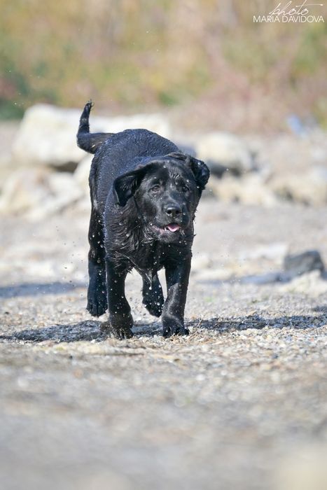 Чорний хлопчик лабрадора