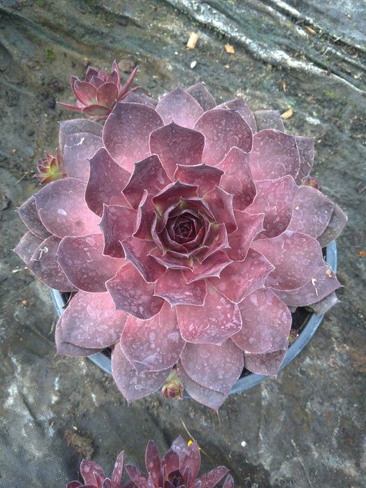 rojnik big sam sempervivum 'power granade' P12