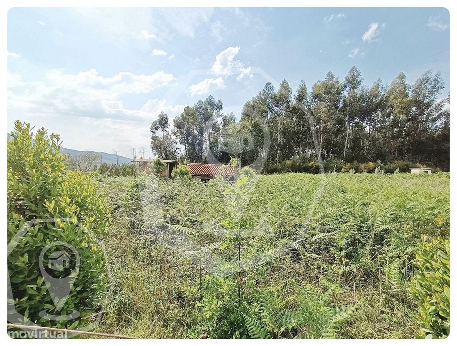 Terreno - Campia - Viseu