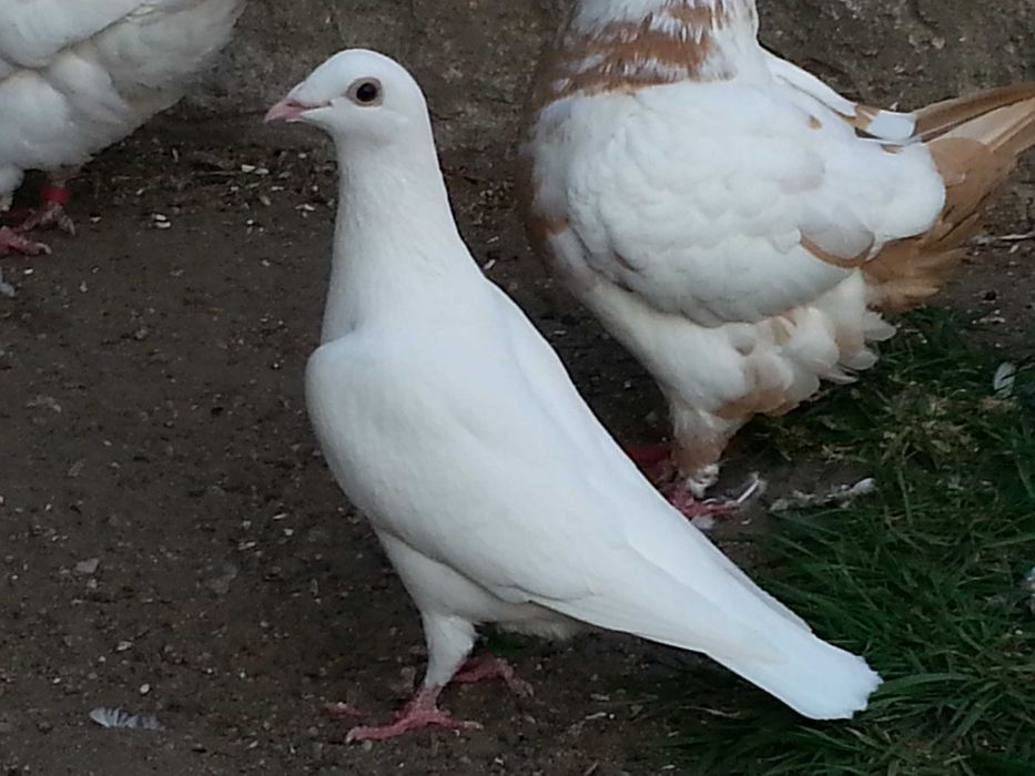 Gołębie pocztowe białe