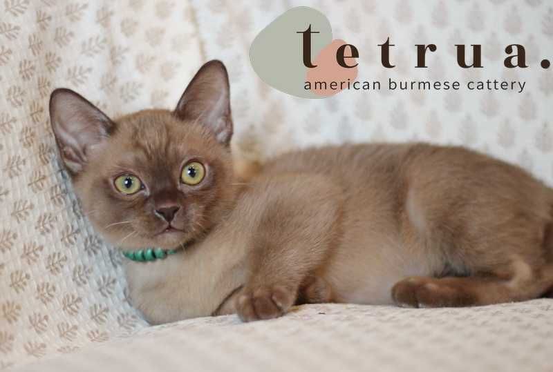 Шикарная малышка американской бурмы!