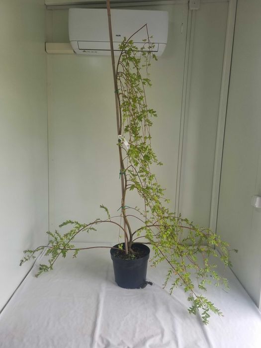 Wierzba Integra Pendula – Płacząca Forma, Wys. 180 cm, Doniczka 10L