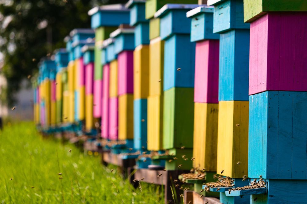 Facelia i gorczyca nasiona nie pryskane