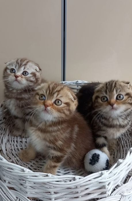 Шотландські кошенята мраморята