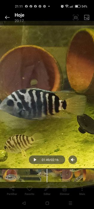 PROMOÇÃO nigrofaciatos (Acará do Congo)