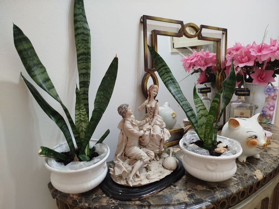 Conjunto de 2 Planta natural espadas de S Jorge