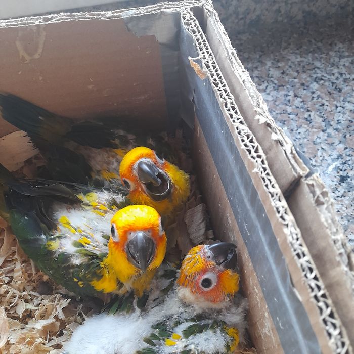 Aratinga sol  bebés
