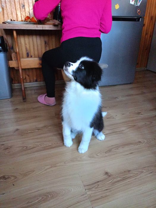 Border Collie FCI piesek.