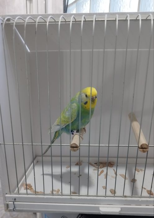 Periquito Fêmea arco-íris