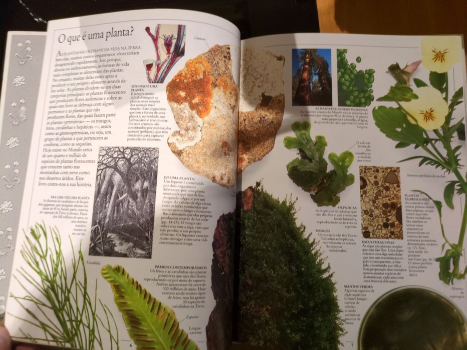 Plantas texto de David Burnie da Editora Verbo