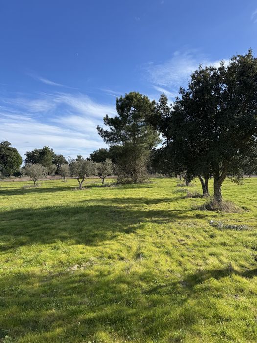 Árvores Oliveiras adultas – Excelente oportunidade