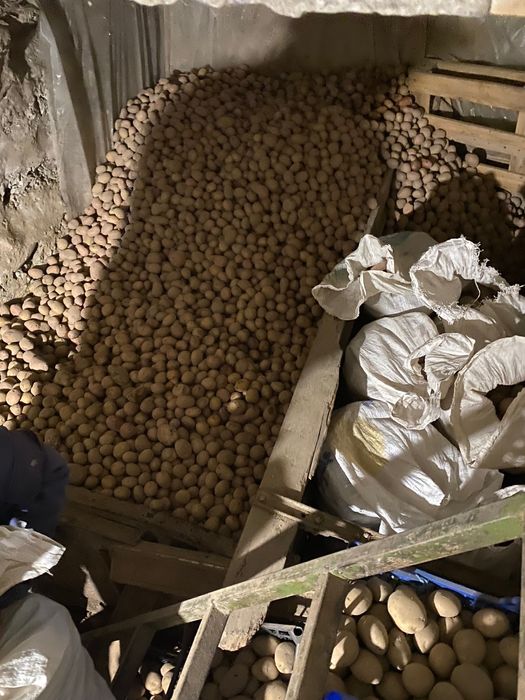 Картопля продам домашню