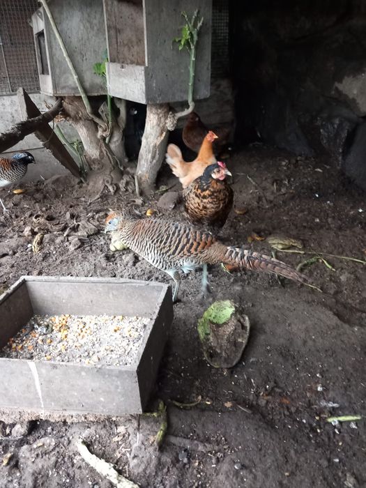 Faisões lady de 2025