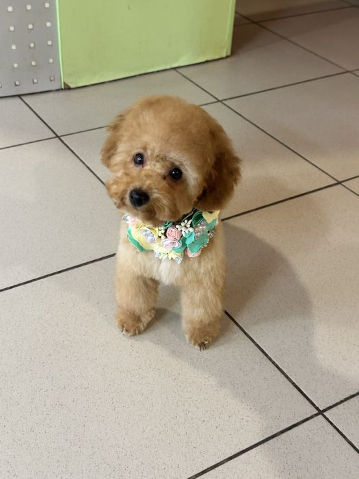 Милый мини пудель 4 месяца