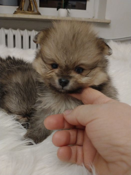 Szpic miniaturowy pomeranian chłopak