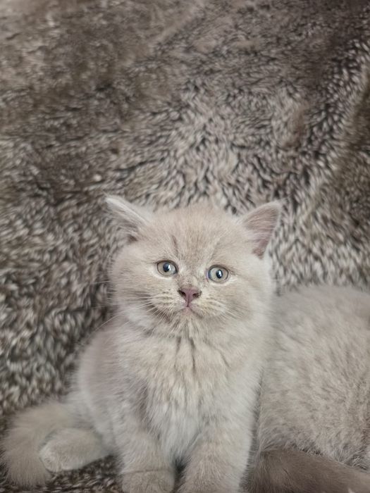Kotek Brytyjski Liliowy i Niebieski