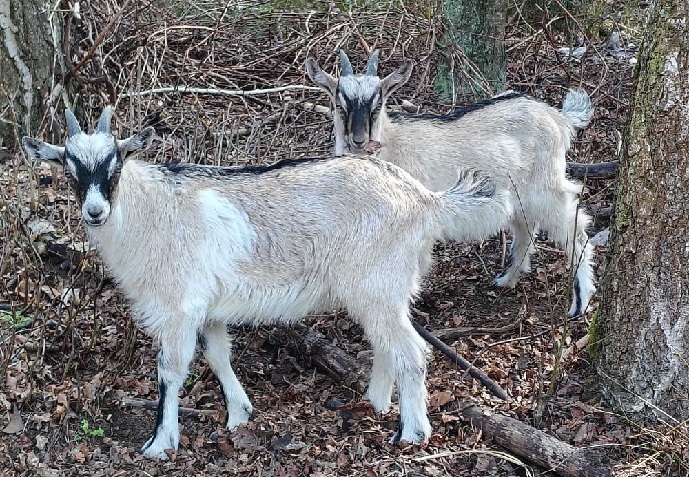 Koziołki małe Lokalizacja Kamionna 250 zł/1
