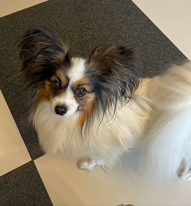 Французький-папійон