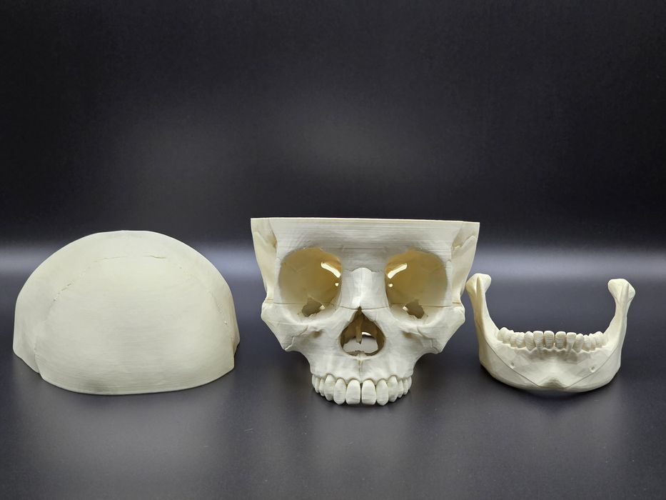 Model czaszki anatomicznej - wydruk 3D