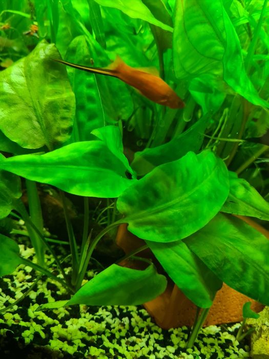 Roslina akwariowa anumbias super zielona