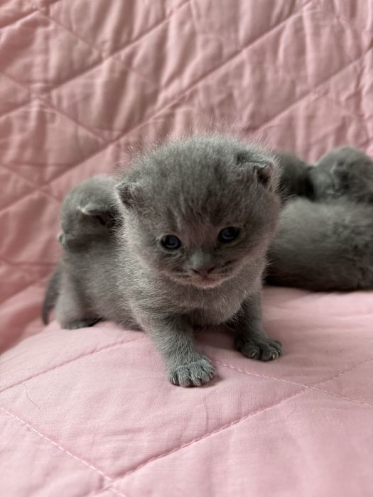 Шотландські висловухі кошенята