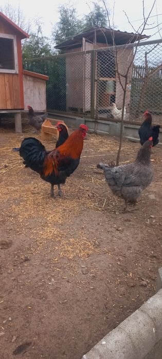 Jaja lęgowe kur marans