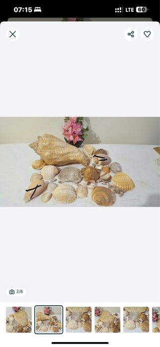 Морські мушлі для декору, для акваріуму