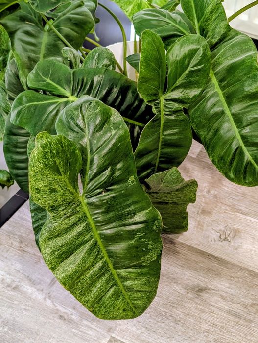 philodendron philodendron Philodendron hederaceum – Adplants