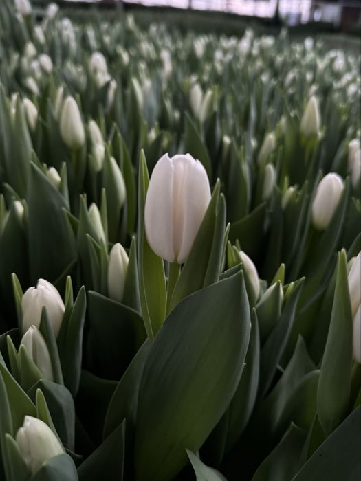 Продам цибулини тюльпанів після вигонки