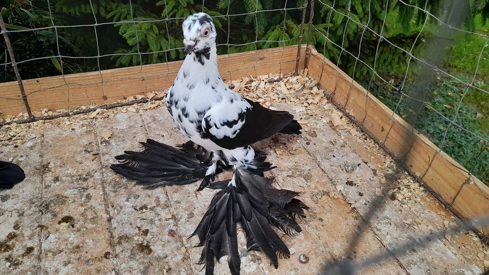 Widyny czarne - gołębie ozdobne