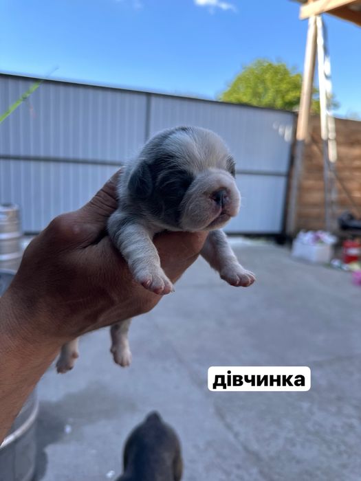 Цуценята французького бульдога