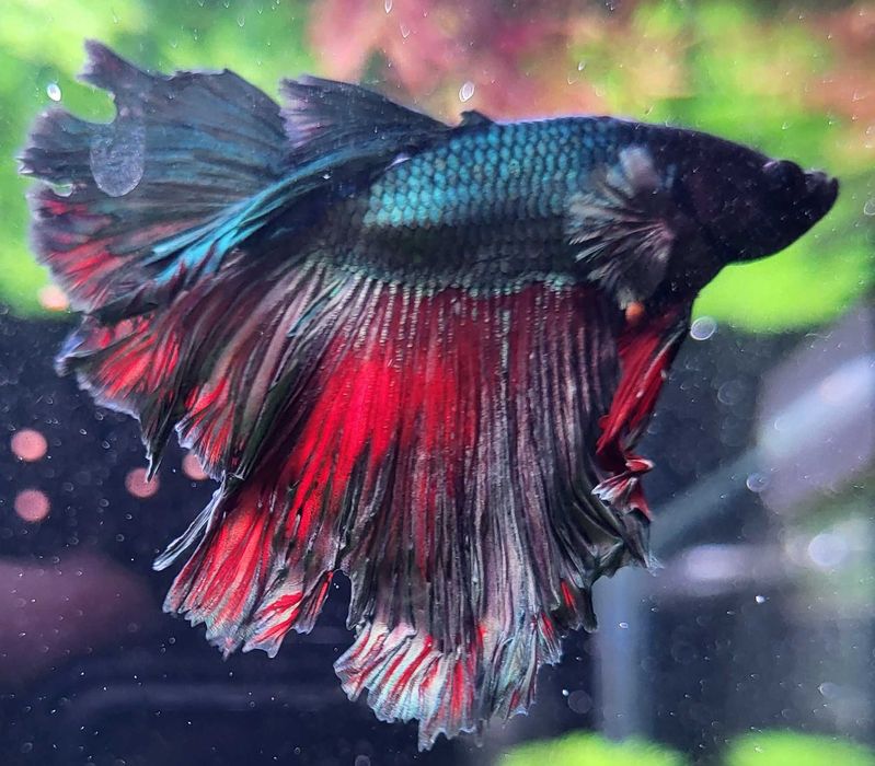 Betta splendens macho - Azul/Vermelho (Braga)