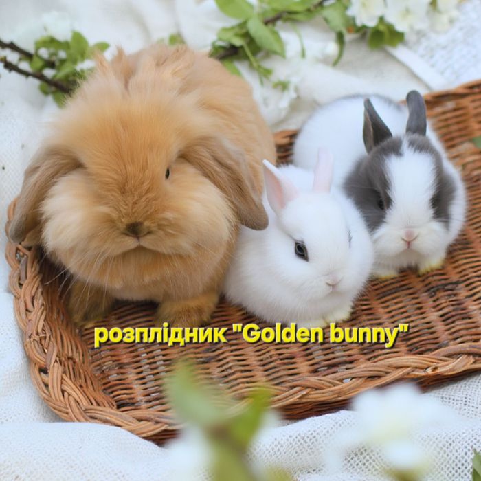 Кролики карликові та міні мини гурт оптом та вроздріб карликові Карлик