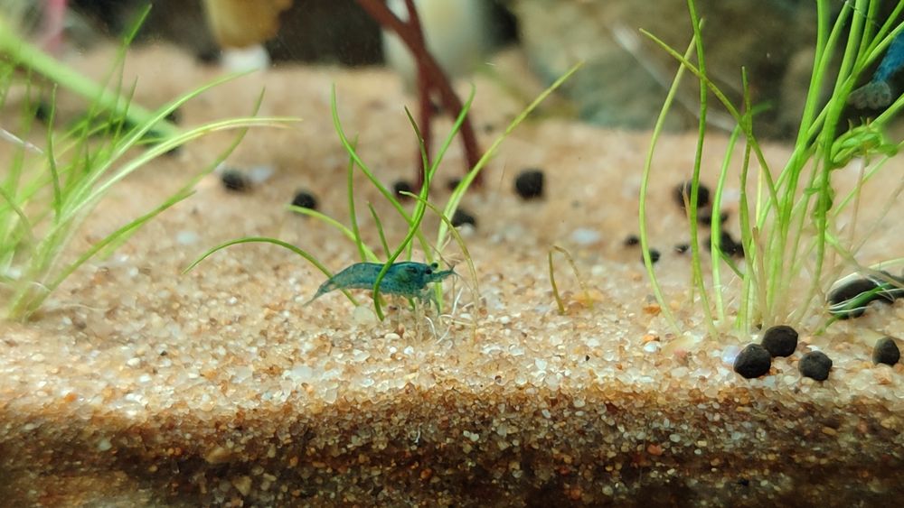 Camarões Neocaridina "Blue Carbon Rili"