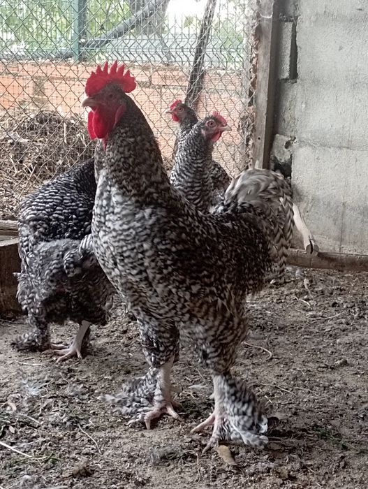 Ovos galinha  leghorne