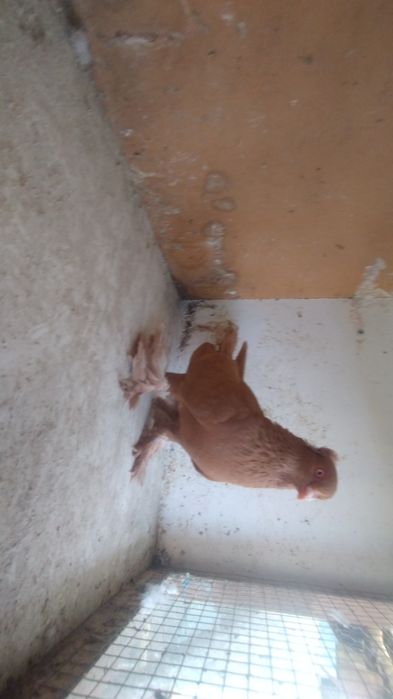 Wywrotek wschodniopruski samiec