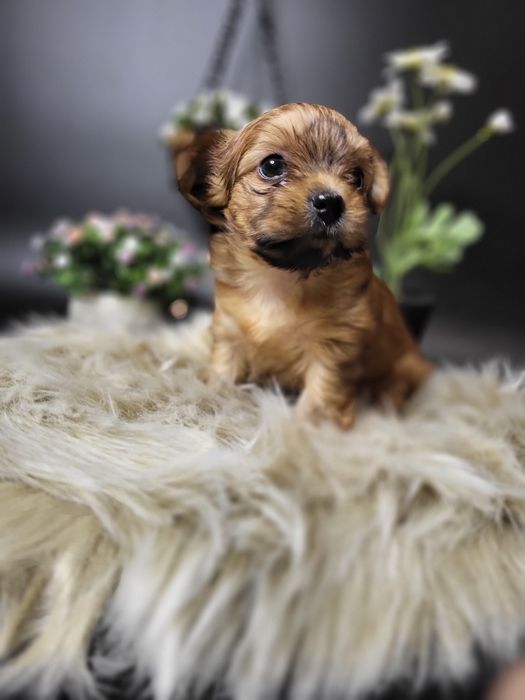 Дівчинка йоршерський терєр в забарвленням Голдаст