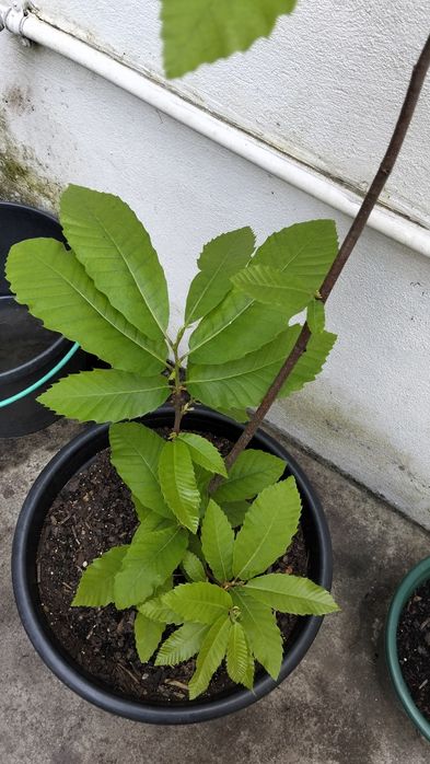 Castanheiro em vaso