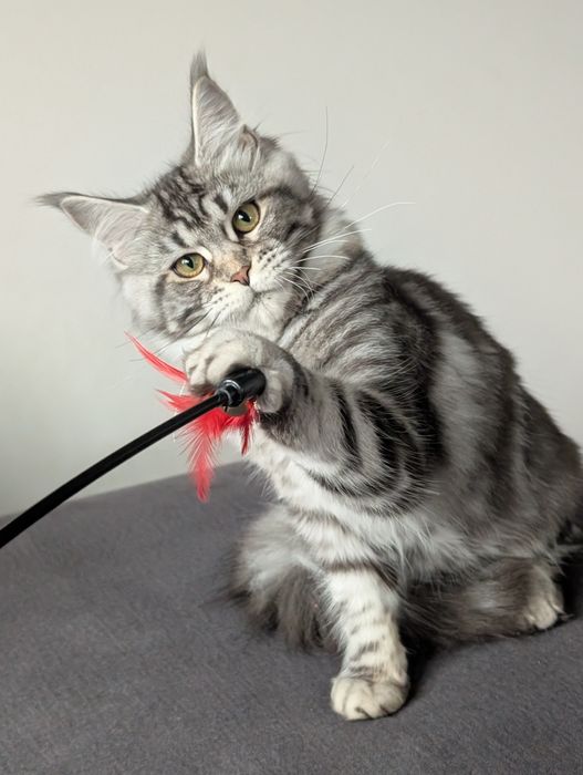 Kotka czarny klasyk Maine Coon. Opcja hodowlana .Zapraszamy