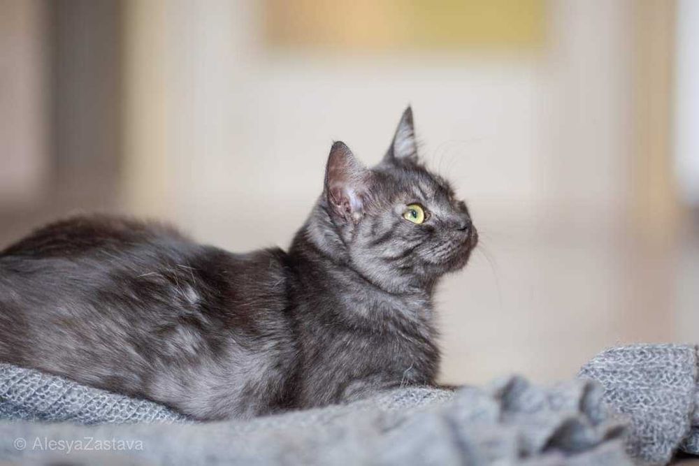 Sheris idealna kotka